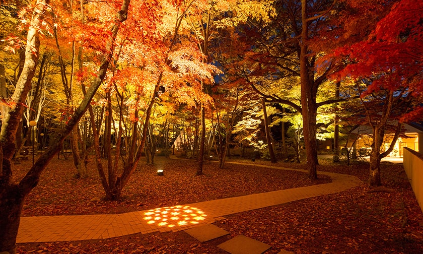 写真：色づく森を見上げる秋の夜